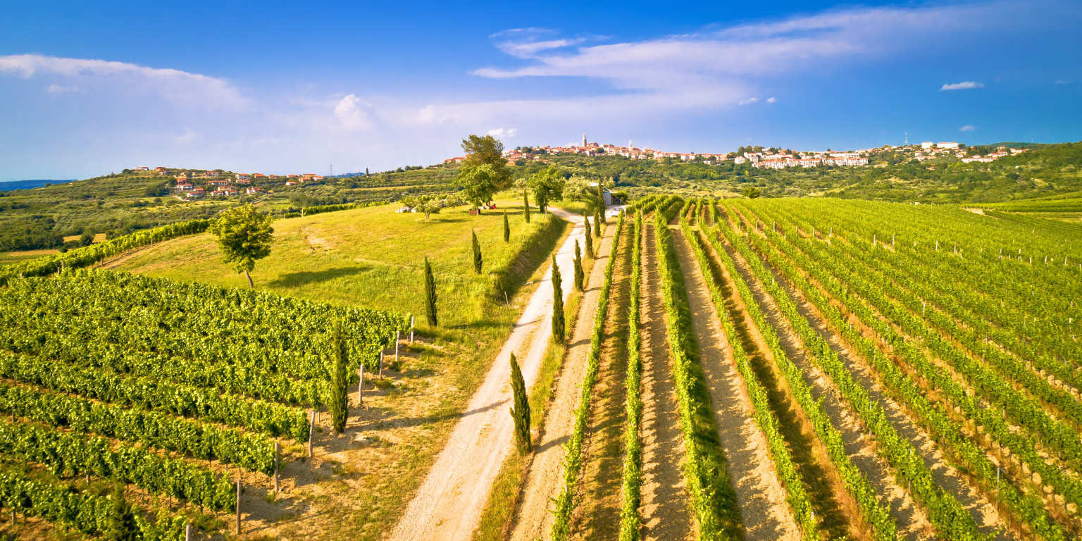 Istria Vineyard