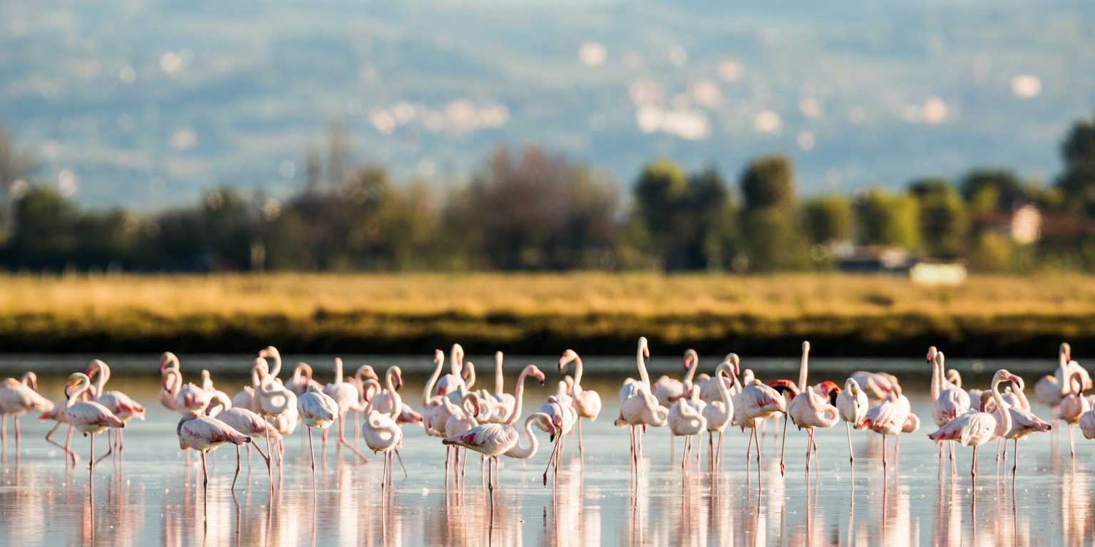 Flamingoes at Po Delta