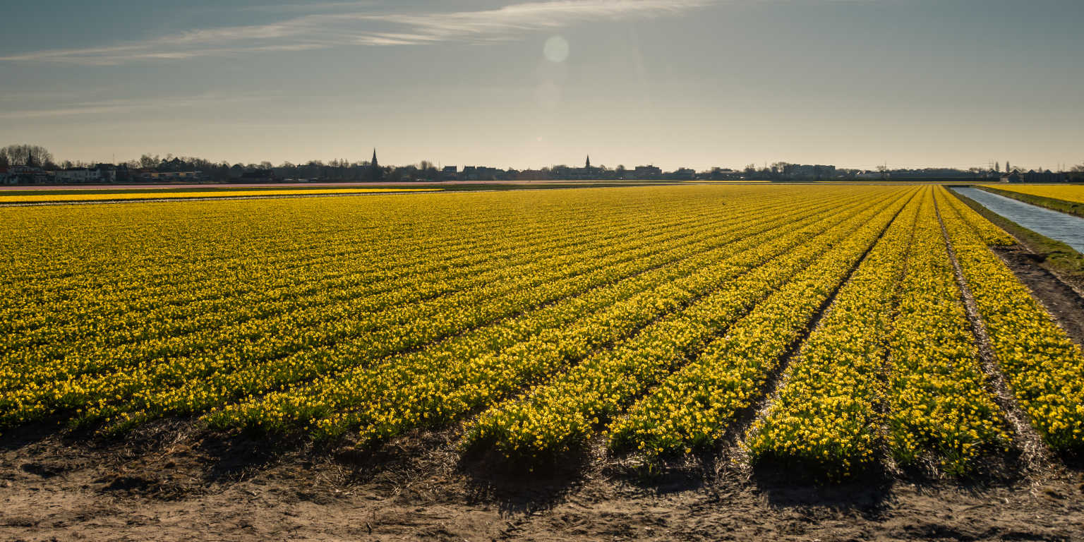 South Holland fields