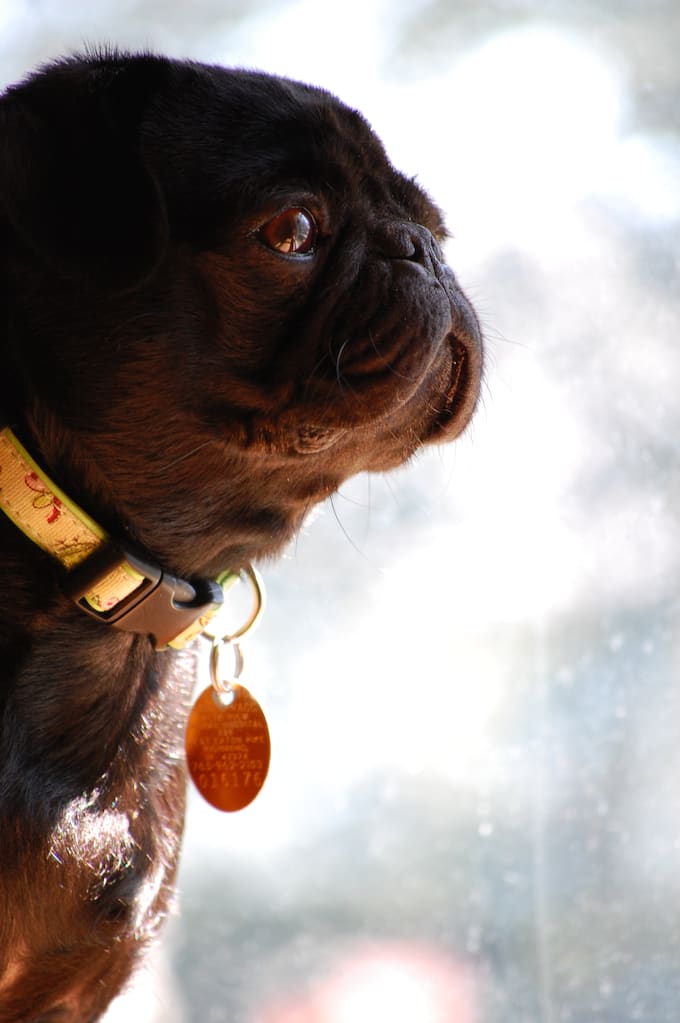 Pepper