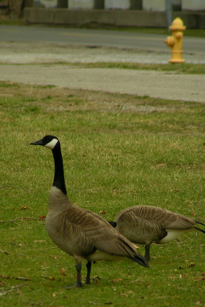 Canada Geese