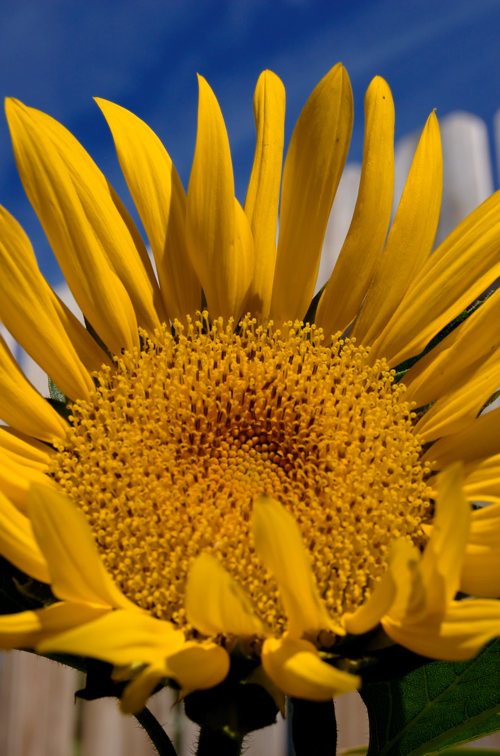 Sunflower?