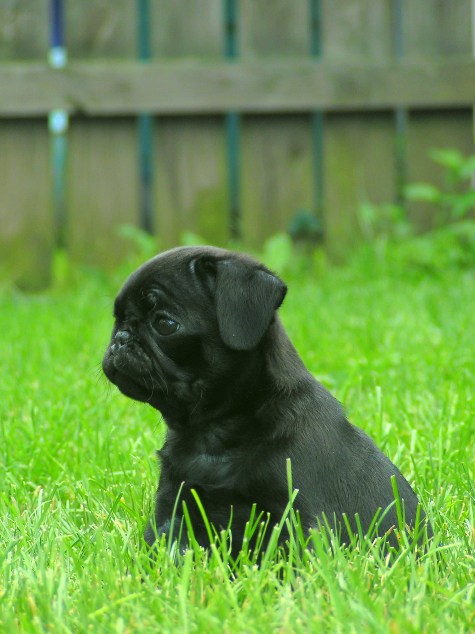 Pepper