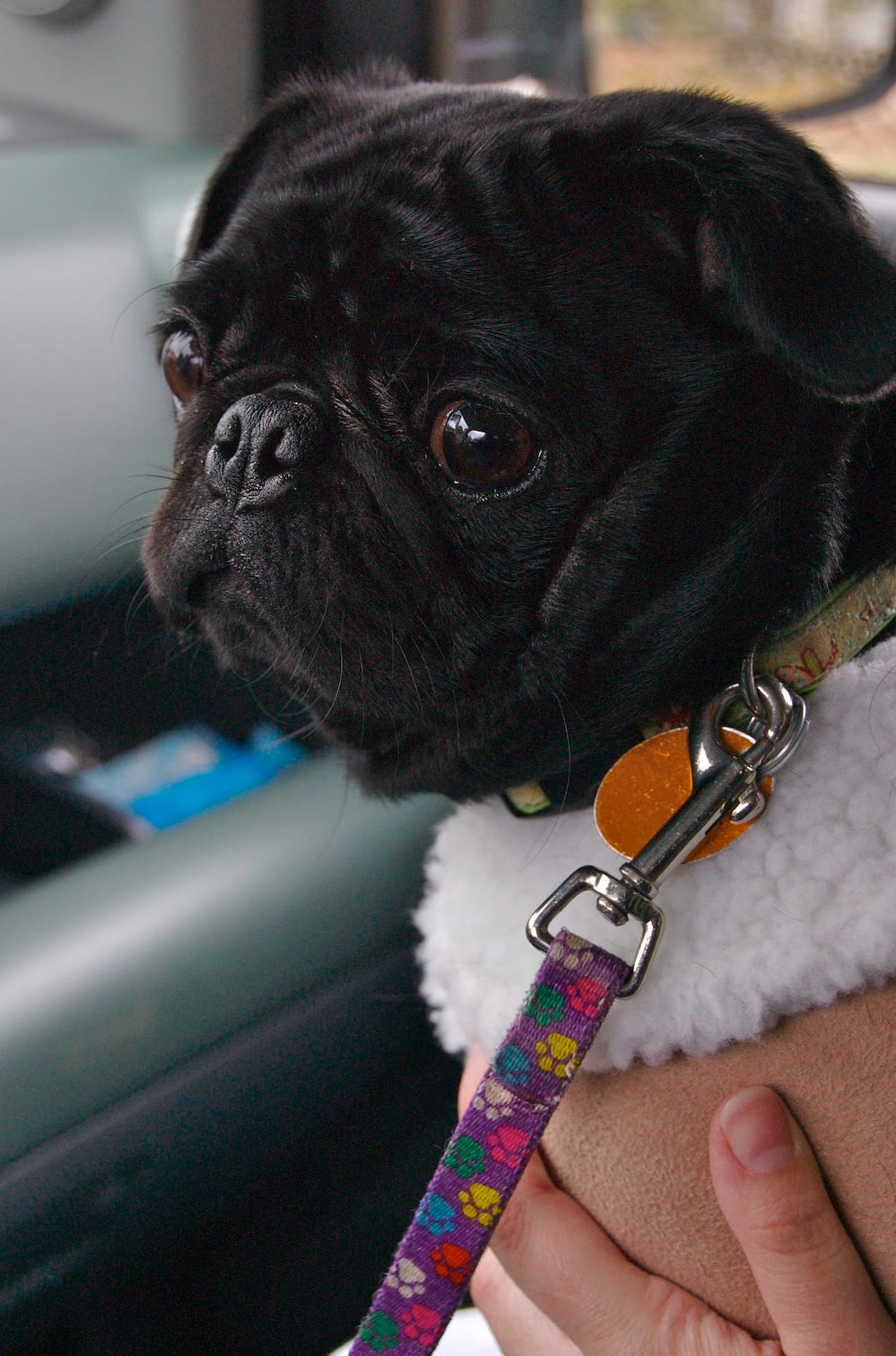 Pepper the Black Pug