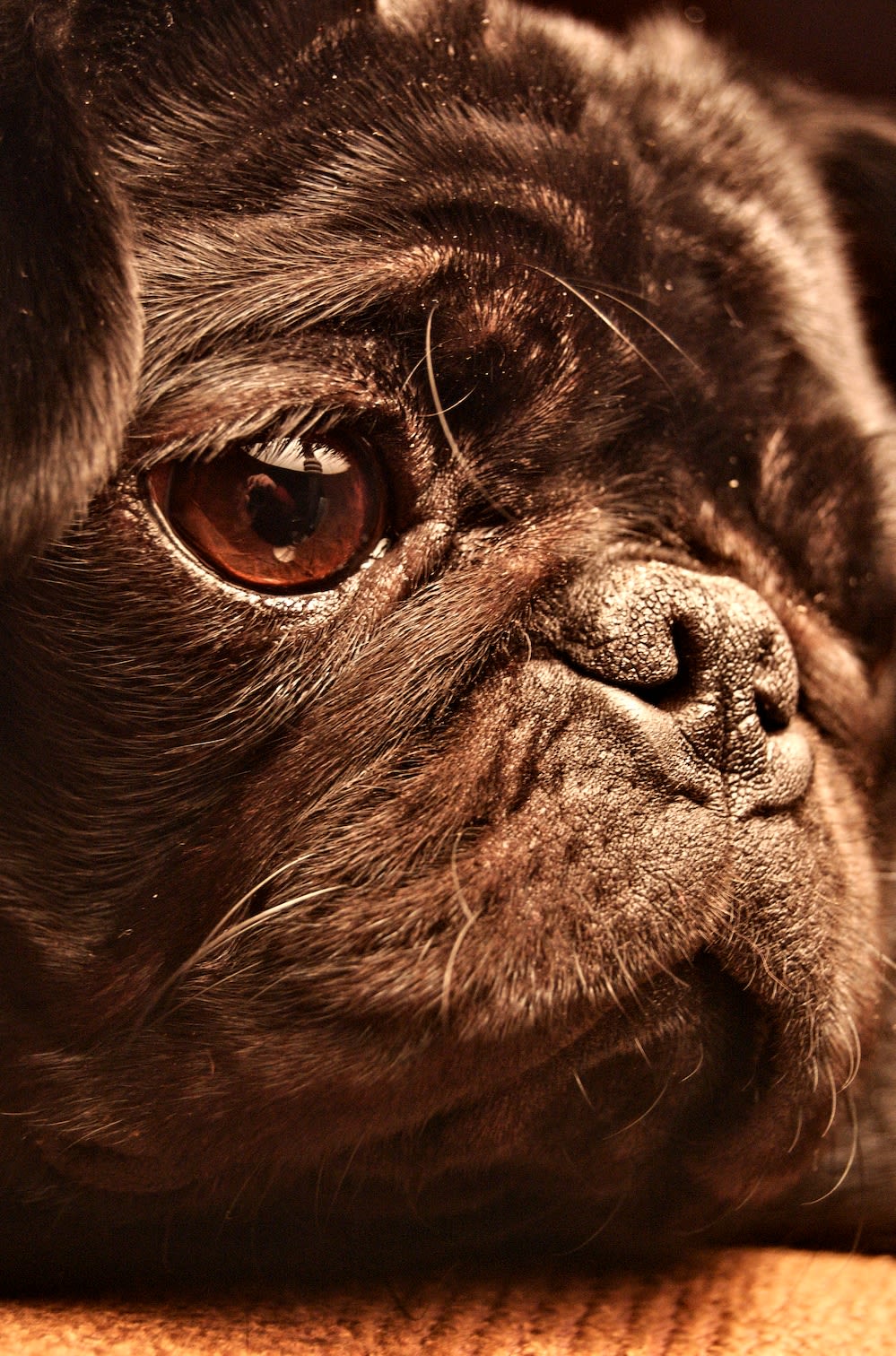Pepper the Black Pug