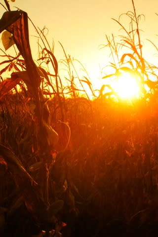 iPhone Wallpaper: Cornfield