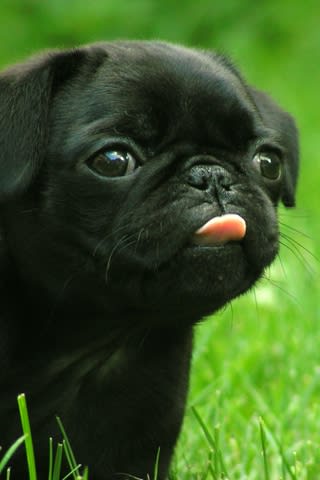 iPhone Wallpaper: Black Pug Puppy