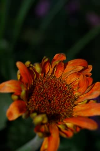 iPhone Wallpaper: Flower