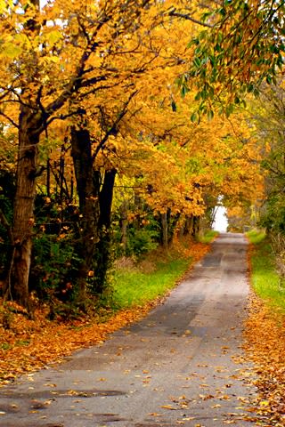 iPhone Wallpaper: Fall Road