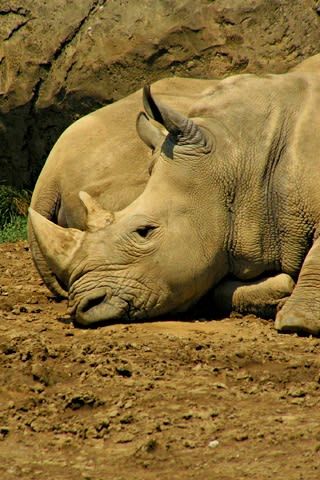 iPhone Wallpaper: Rhino