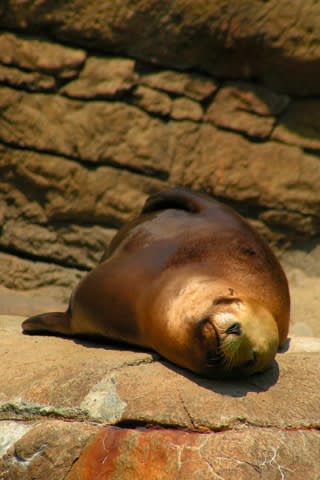 iPhone Wallpaper: Seal