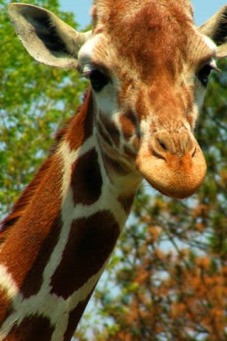 iPhone Wallpaper: Giraffe