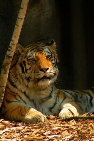 iPhone Wallpaper: Tiger