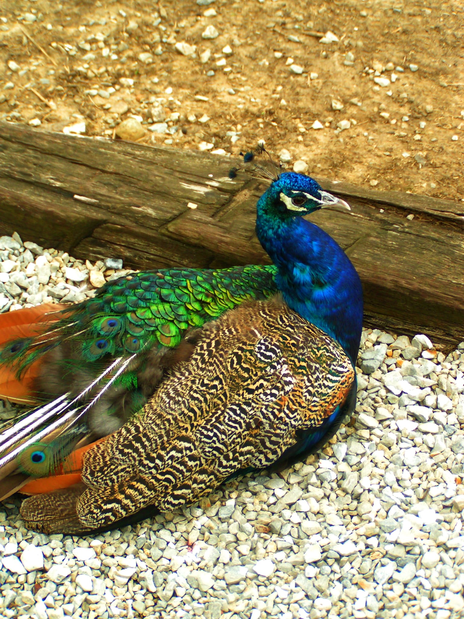 Peacock
