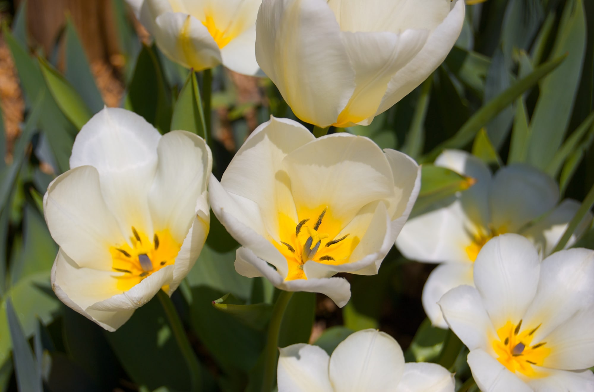 Flower wallpaper