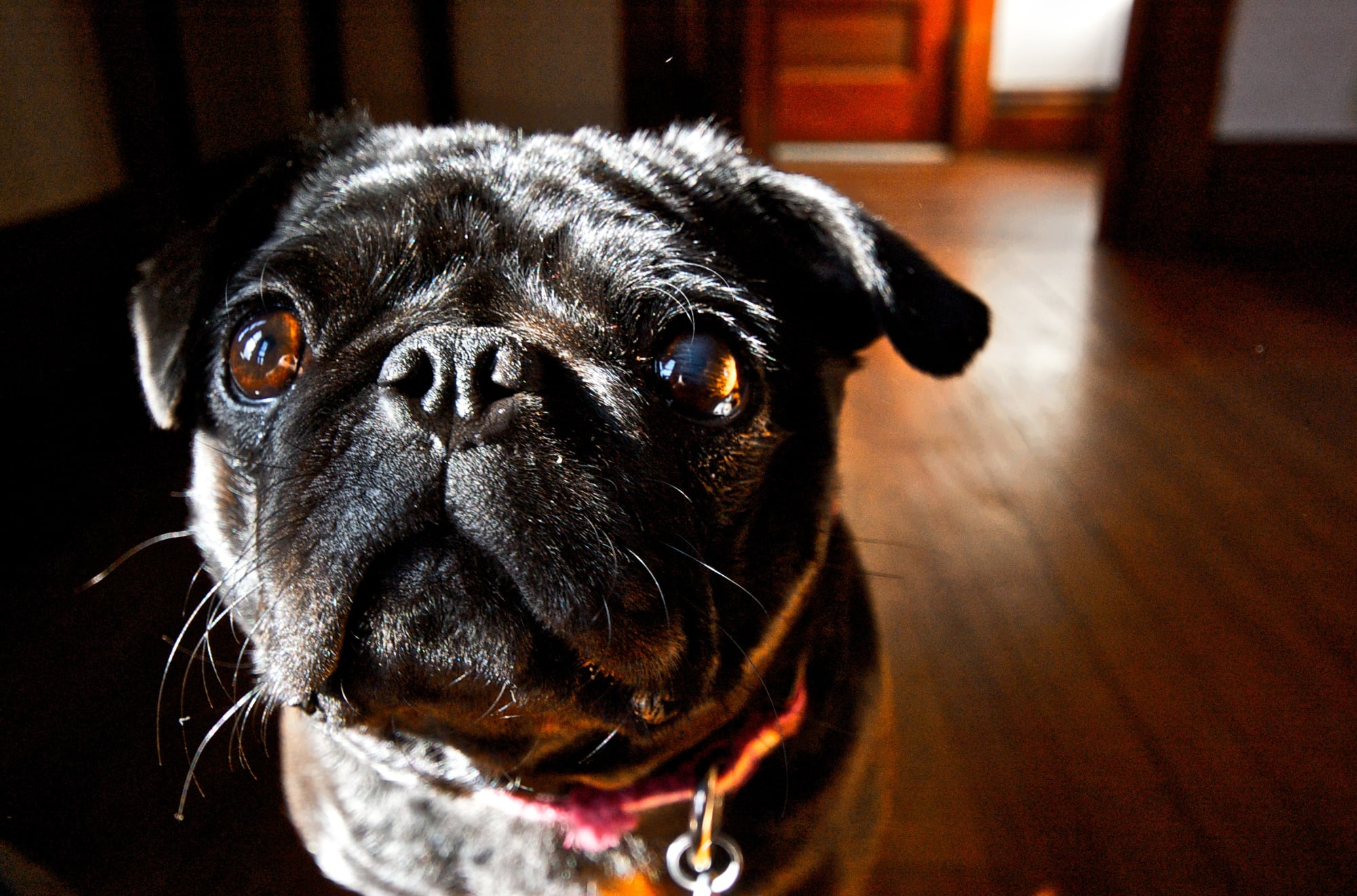 Pepper