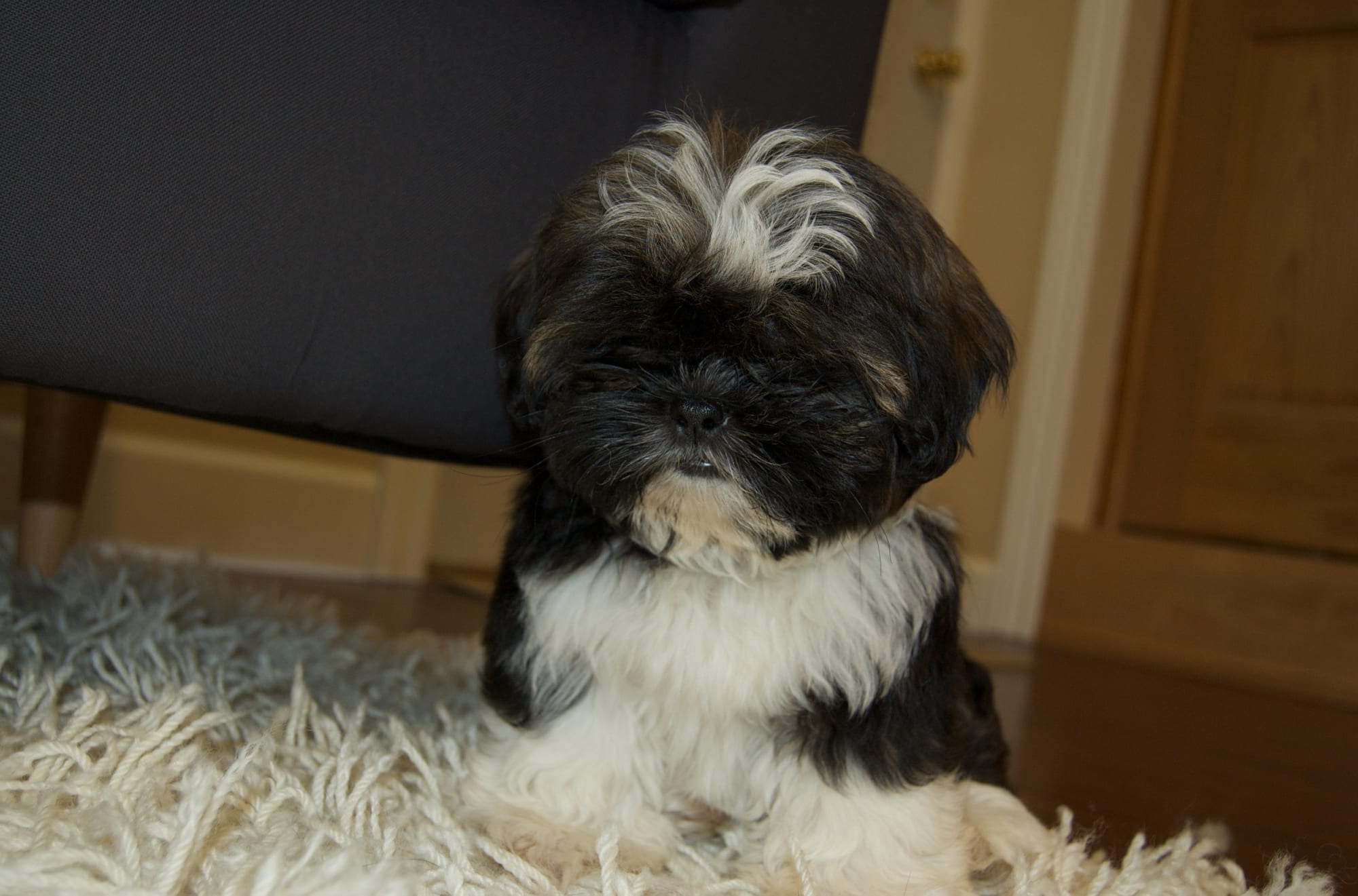 Introducing Scooter!