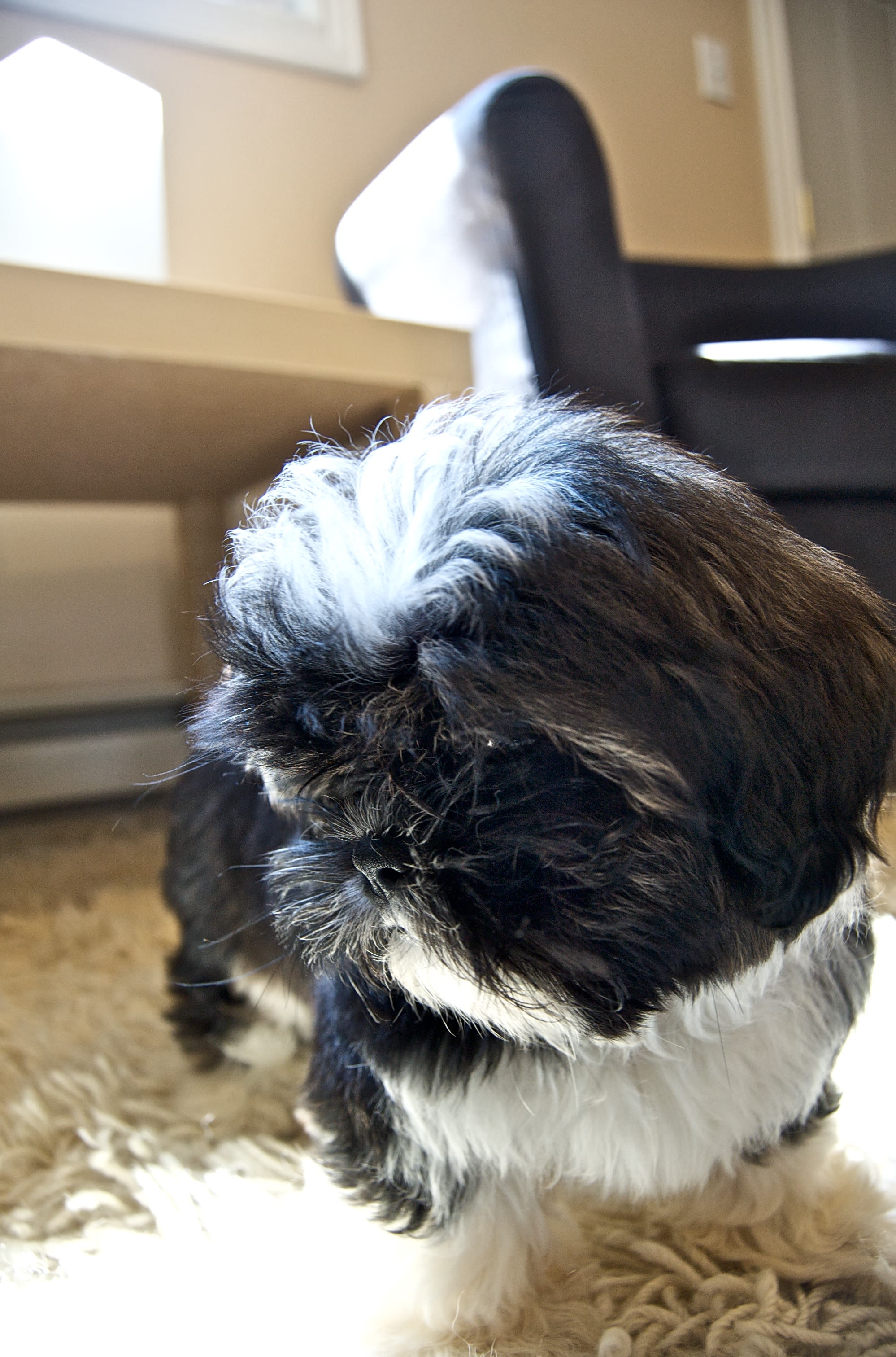 Introducing Scooter!