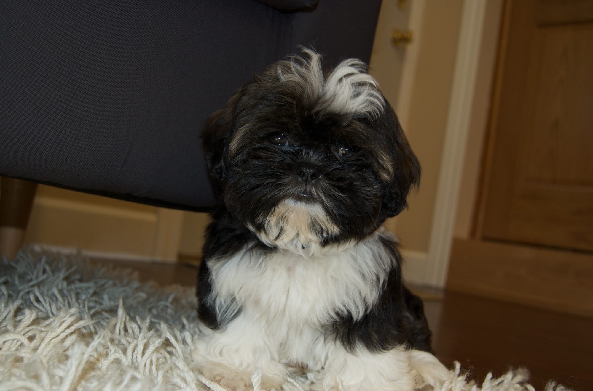 Introducing Scooter!