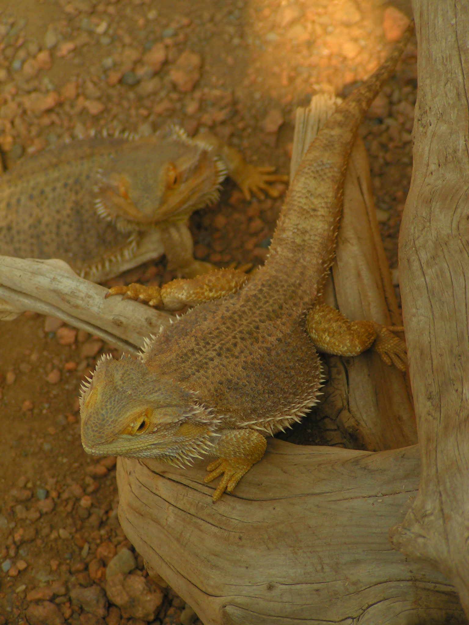Indianapolis Zoo Photos