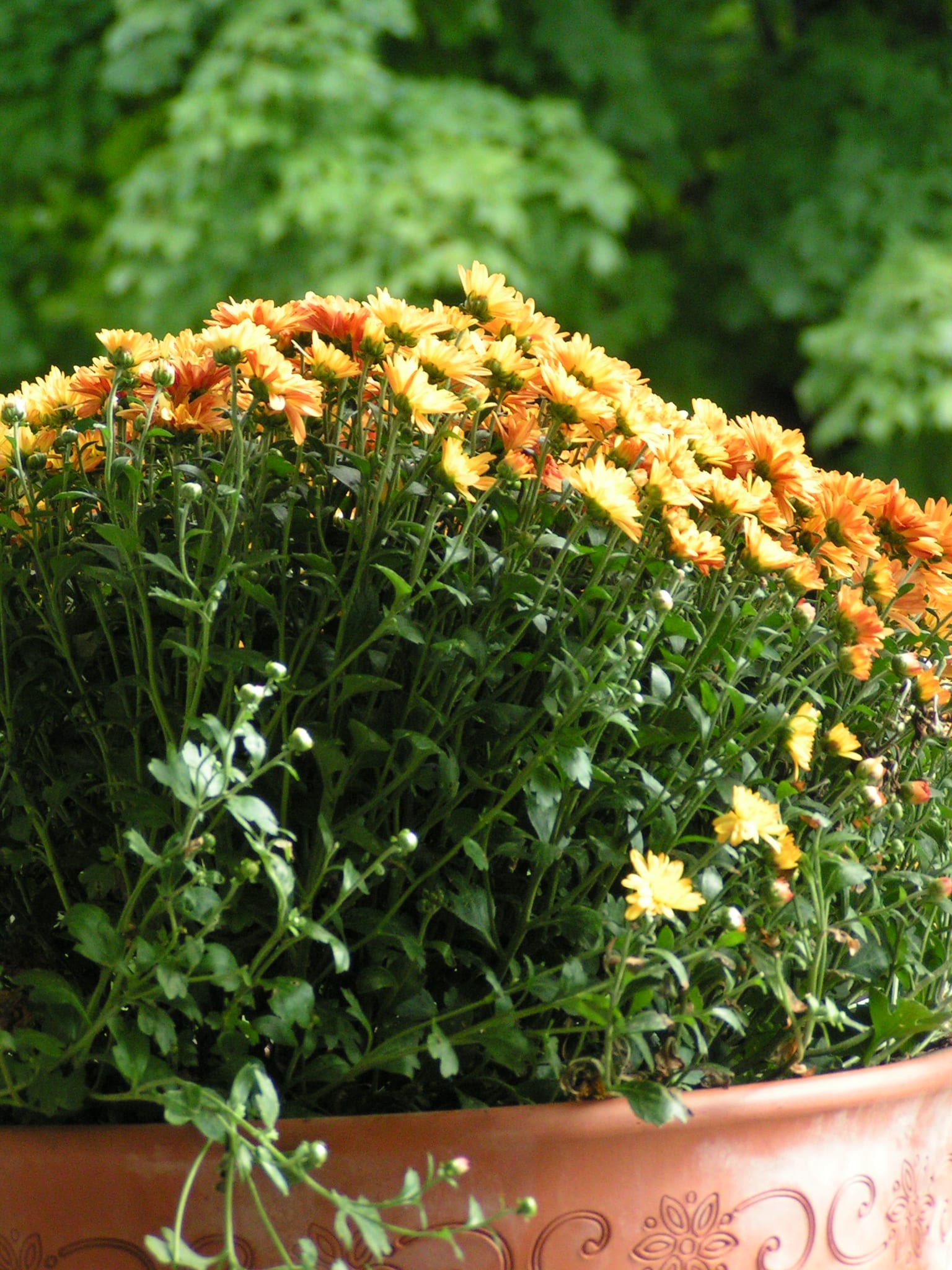 Yellow Mums