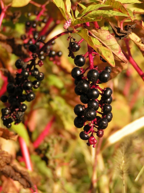 Mysterious Berries