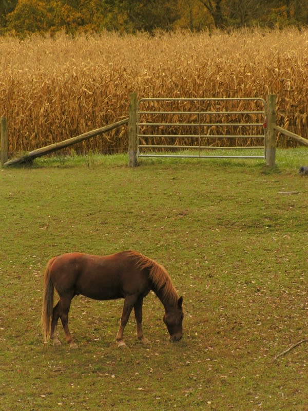The Horse