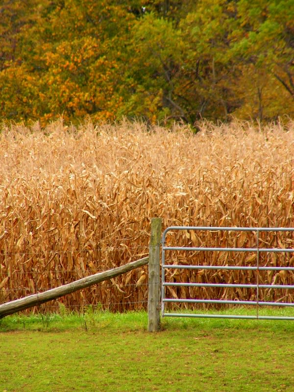 The Corn