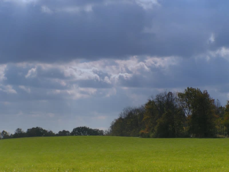 The Field
