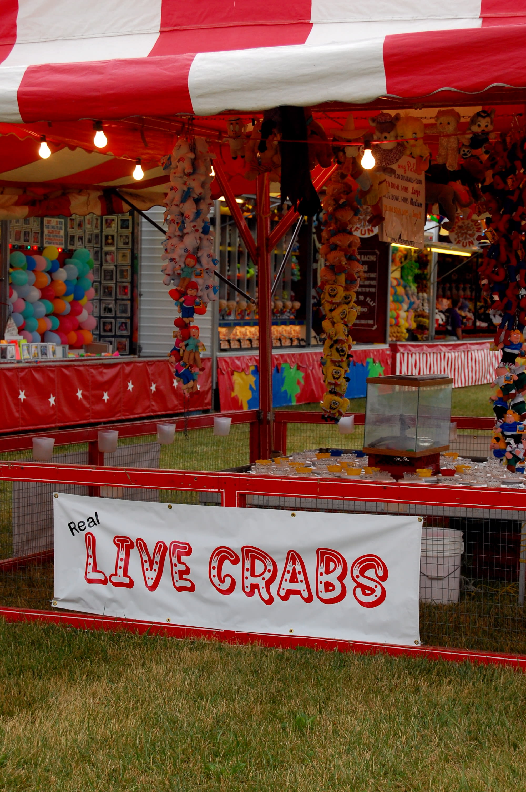 Real Live Crabs