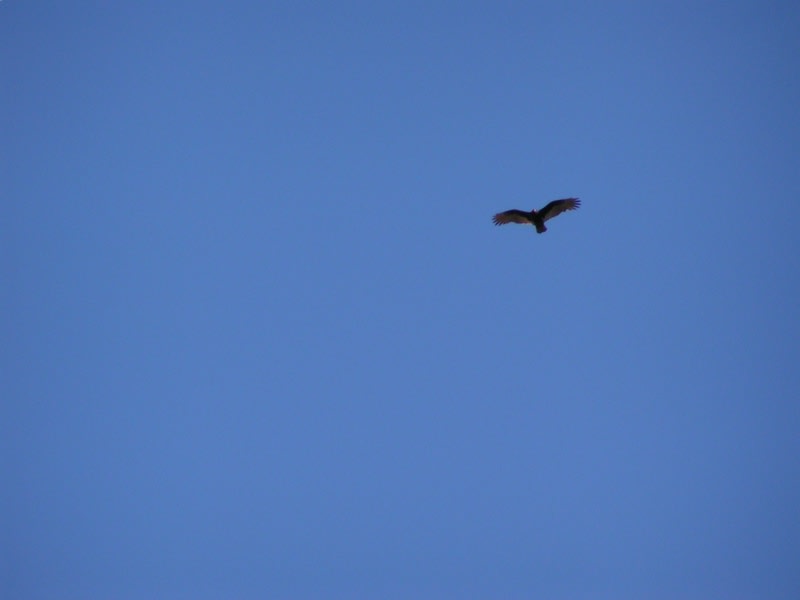 Flying