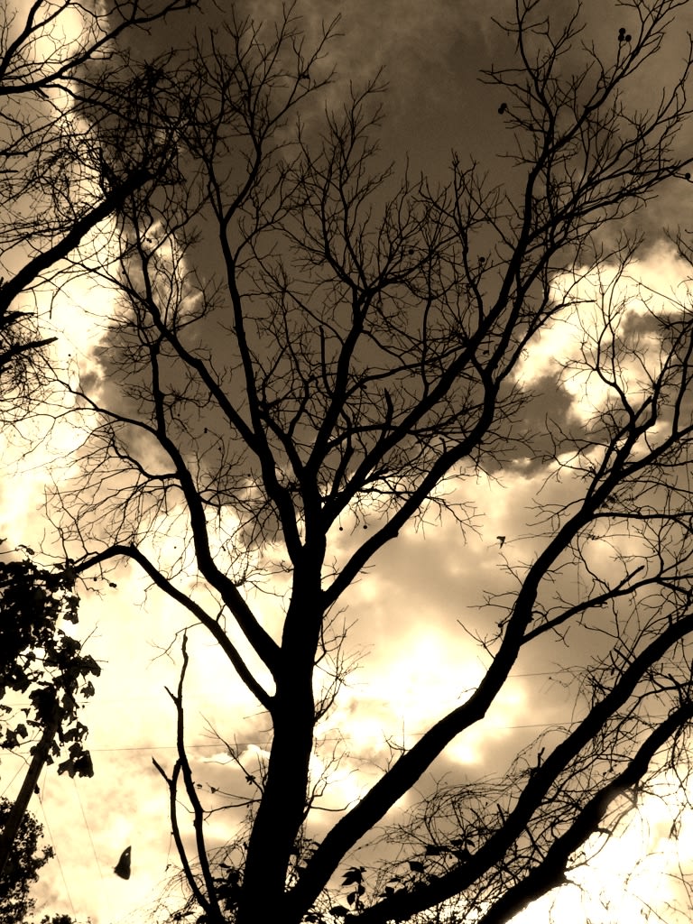 Black Branches