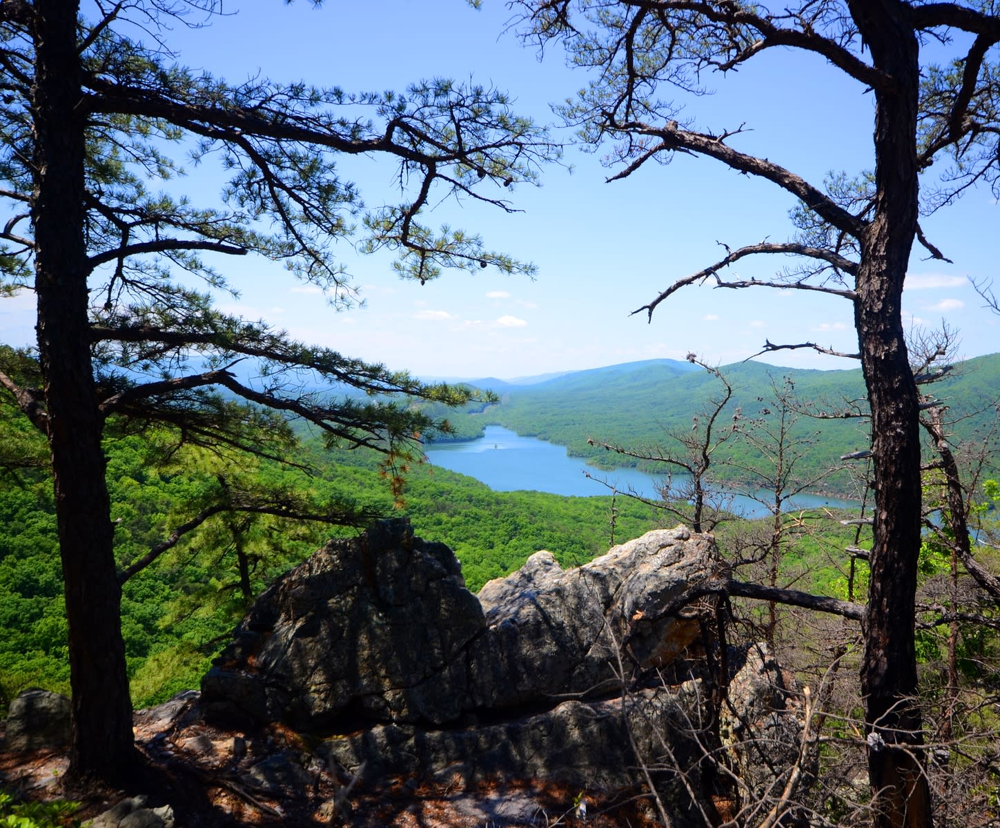 green trees on mountain during daytime