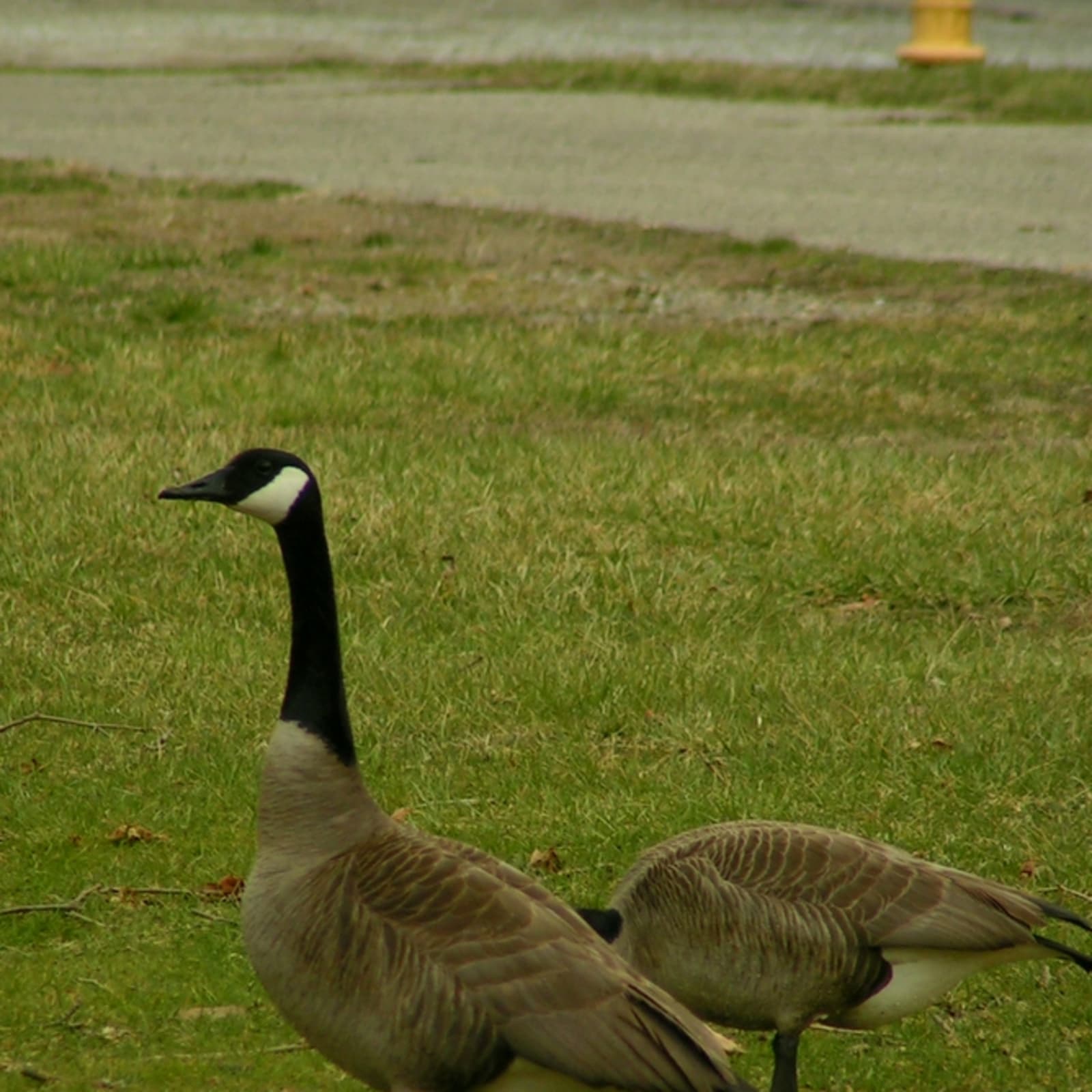 Canada Geese