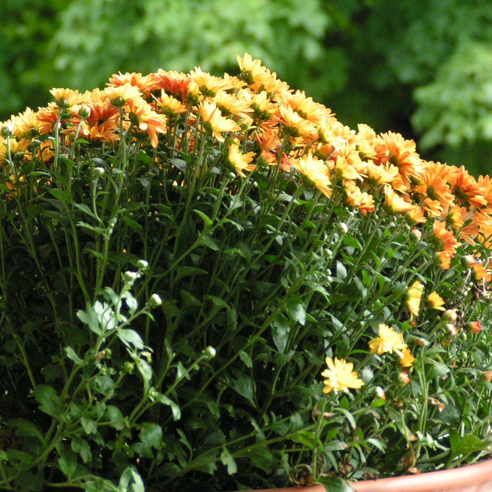 Yellow Mums