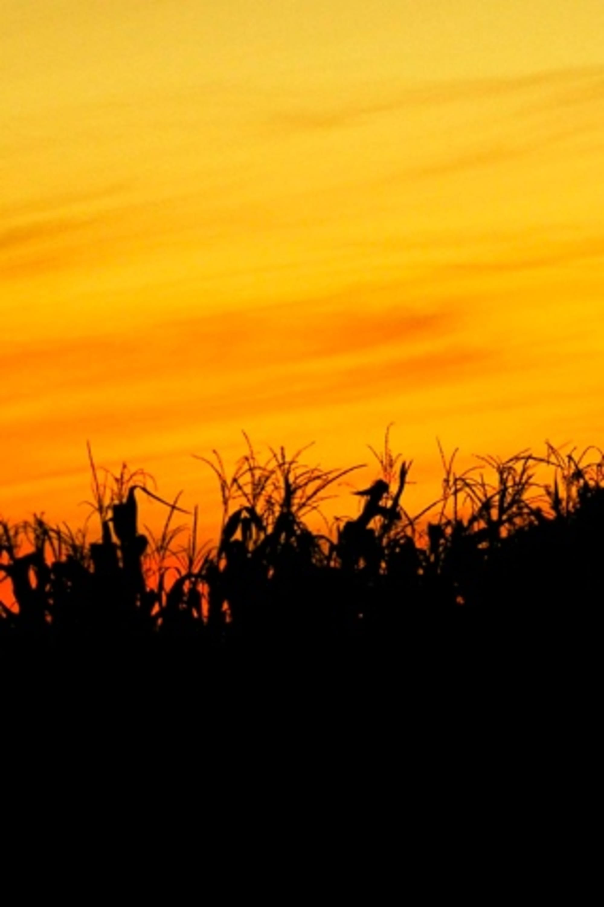 iPhone Wallpaper: Cornfield Sunset