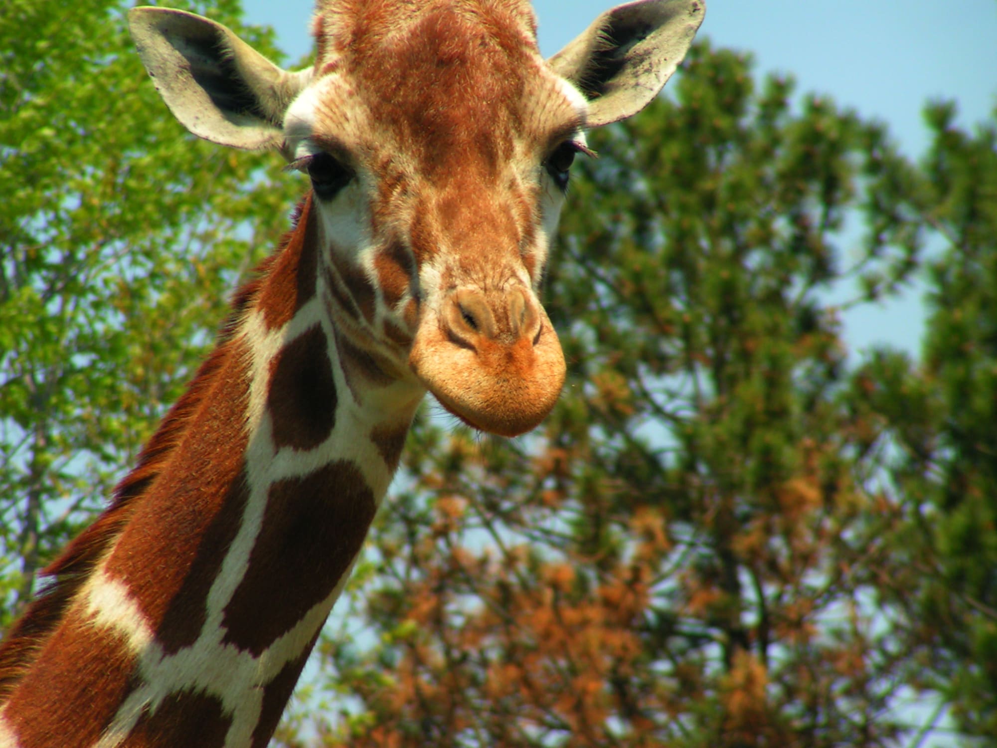 Giraffe