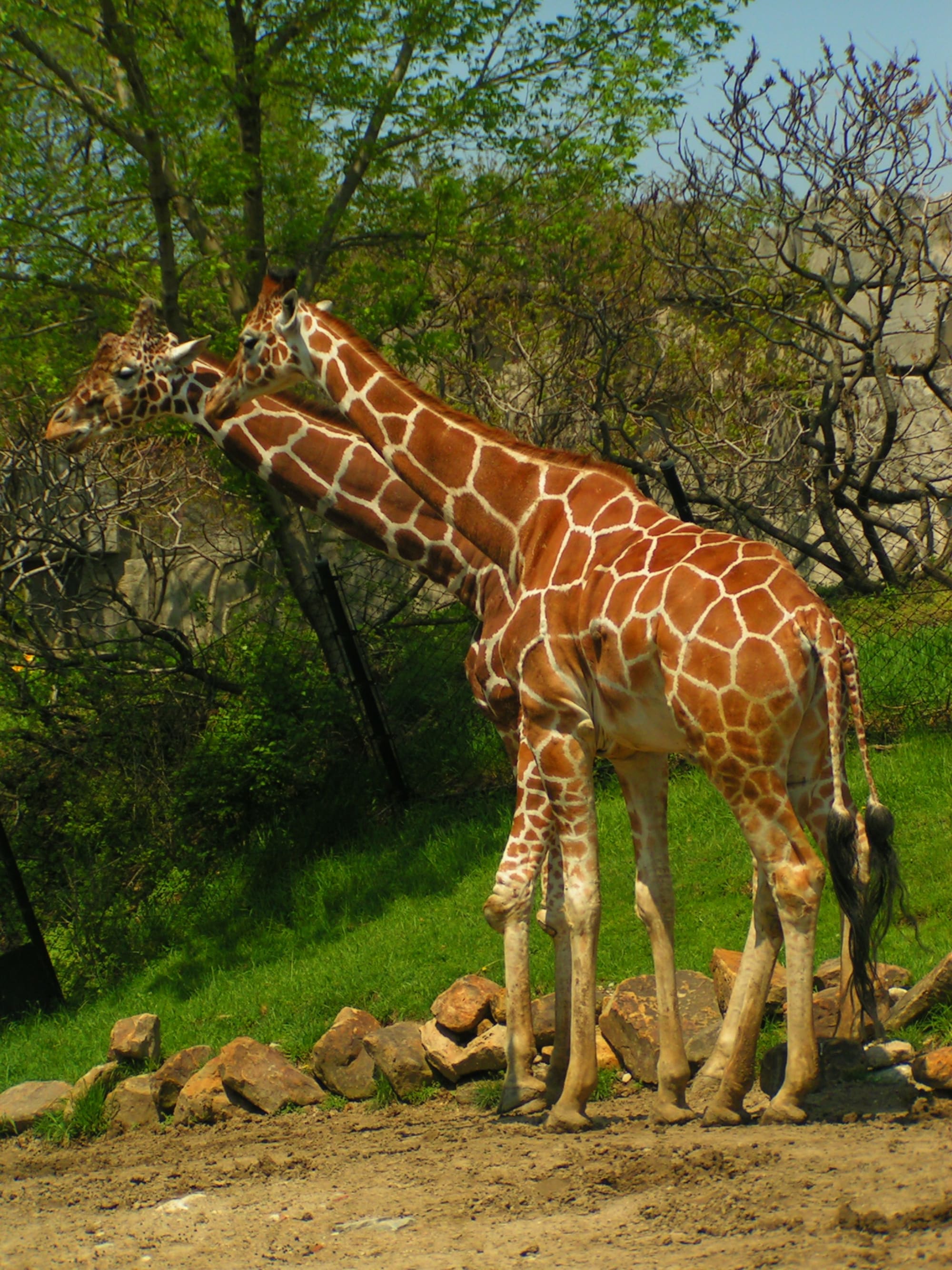 Giraffe