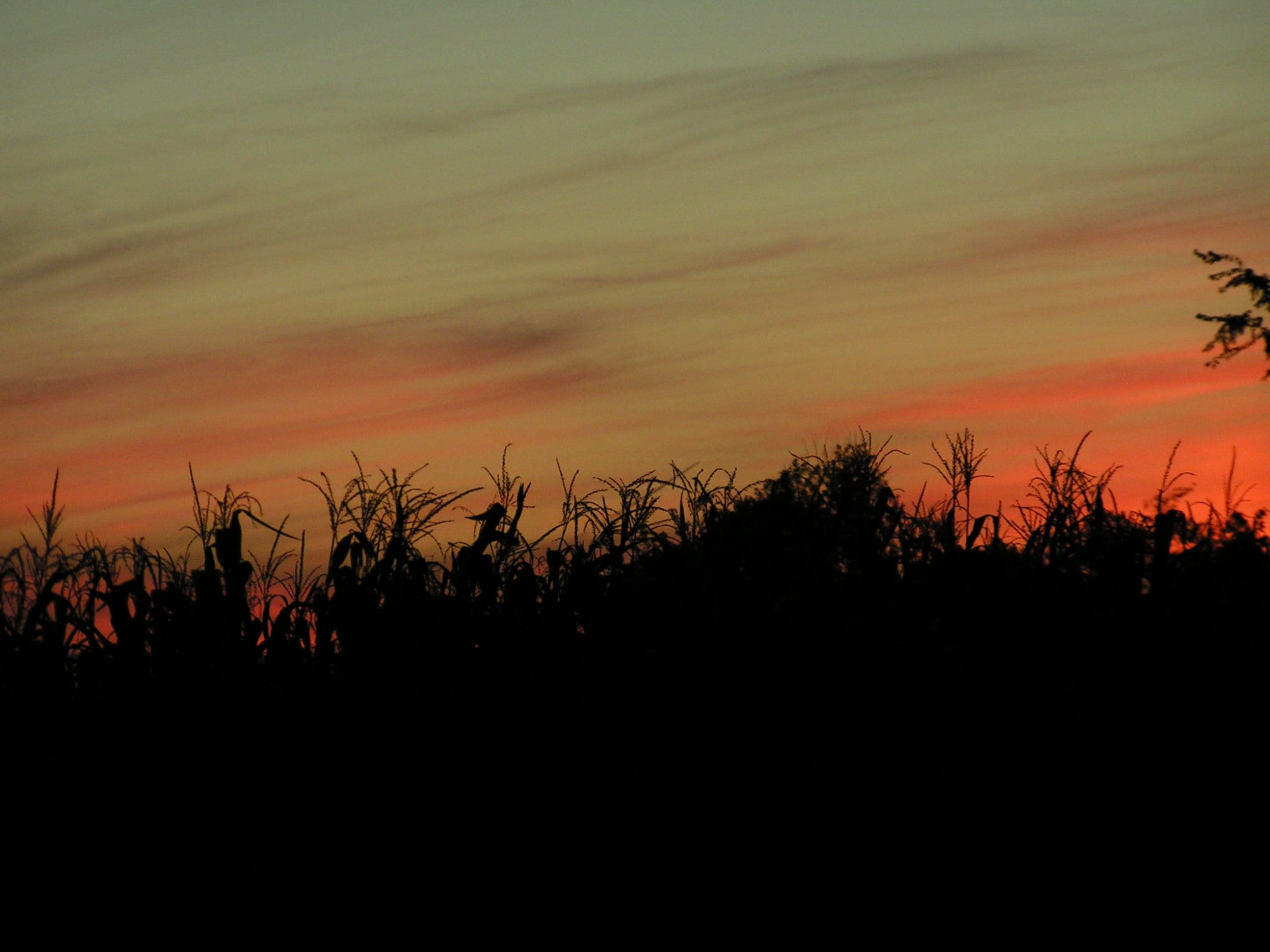Corn Field Sunset