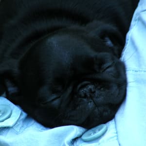 Pepper