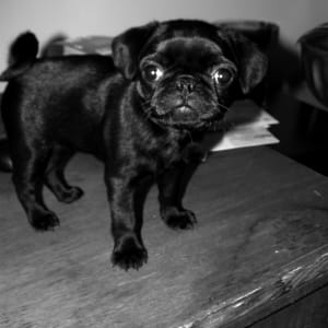 Pepper