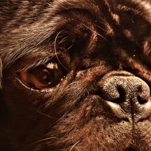 Pepper the Black Pug