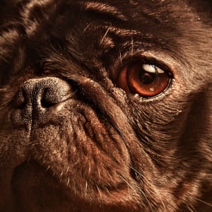 Pepper the Black Pug