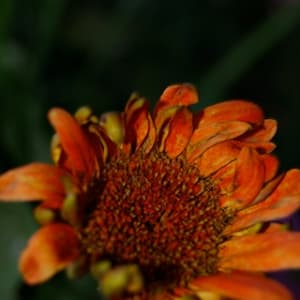 iPhone Wallpaper: Flower