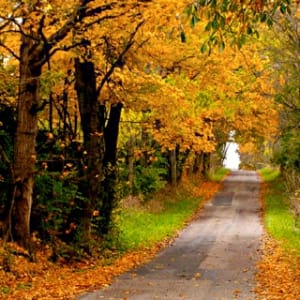 iPhone Wallpaper: Fall Road
