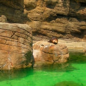 iPhone Wallpaper: Sunning Seal
