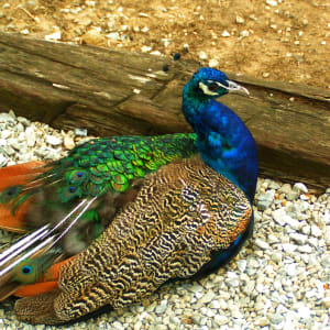 Peacock