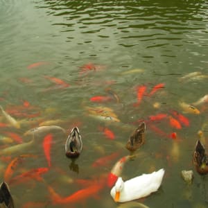 Coy pond