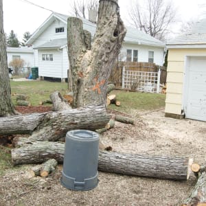 Tree Removal