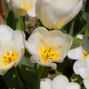 Flower wallpaper